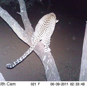 Leopard Namibia