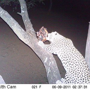 Leopard Namibia