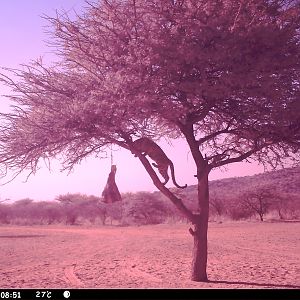 Leopard Namibia