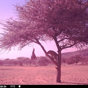 Leopard Namibia