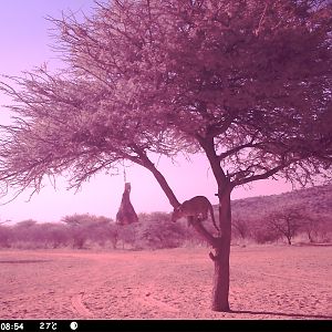 Leopard Namibia