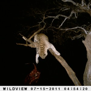 Leopard Namibia