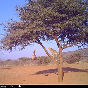 Leopard Namibia