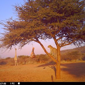 Leopard Namibia