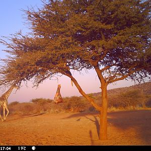 Leopard Namibia