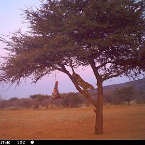 Leopard Namibia