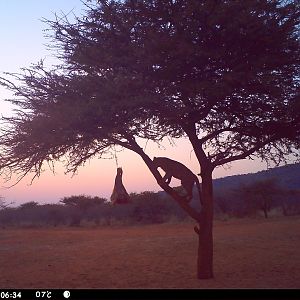 Leopard Namibia