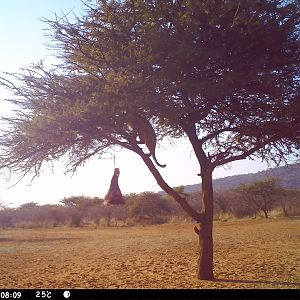 Leopard Namibia