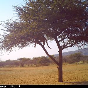 Leopard Namibia