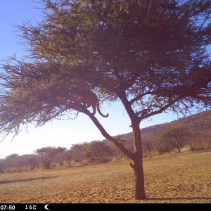 Leopard Namibia