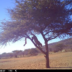 Leopard Namibia