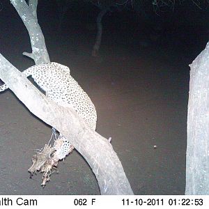 Leopard Namibia