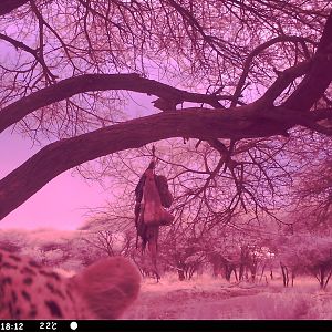 Leopard Namibia