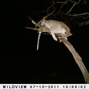 Leopard Namibia