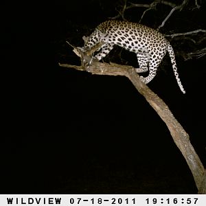 Leopard Namibia