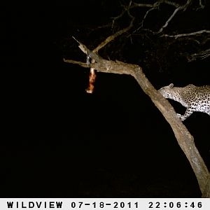 Leopard Namibia