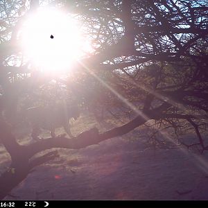 Leopard Namibia