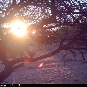 Leopard Namibia