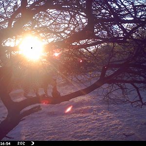 Leopard Namibia