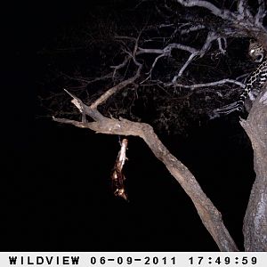 Leopard Namibia