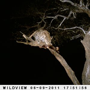 Leopard Namibia