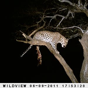 Leopard Namibia