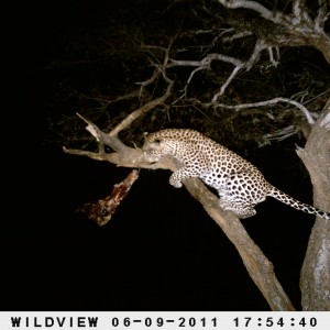 Leopard Namibia