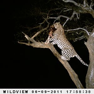 Leopard Namibia