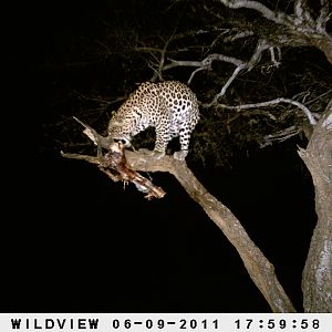 Leopard Namibia