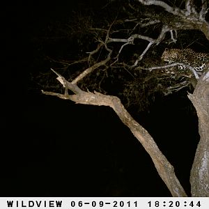 Leopard Namibia