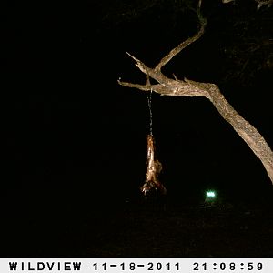 Leopard Namibia