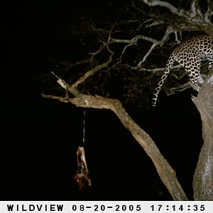 Leopard Namibia