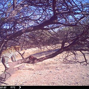 Leopard Namibia