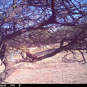 Leopard Namibia