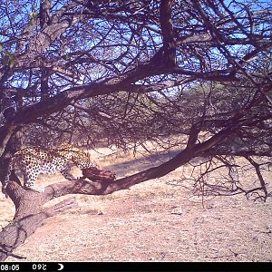 Leopard Namibia