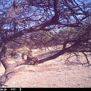 Leopard Namibia