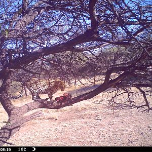 Leopard Namibia