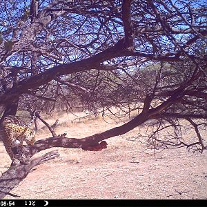 Leopard Namibia