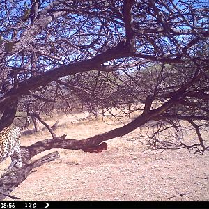 Leopard Namibia