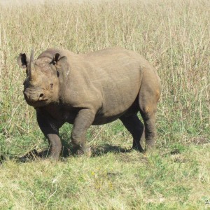 East African Black Rhino at Silent Valley Safaris