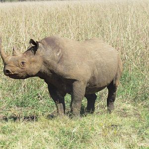 East African Black Rhino at Silent Valley Safaris