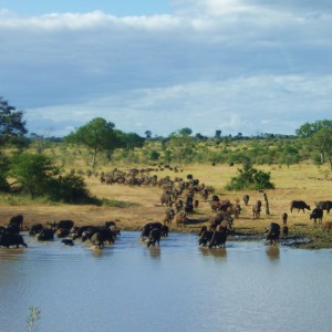 Buffalo at Waterhole