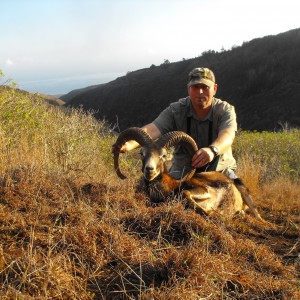 Mouflon sheep Hawaii