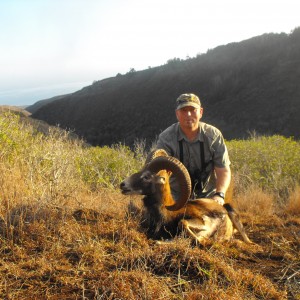 Mouflon sheep Hawaii