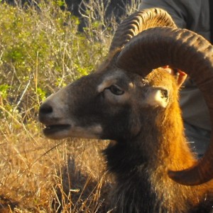 Mouflon sheep Hawaii