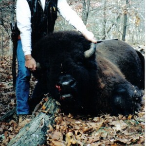 trophy bison