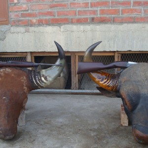 Gaur trophy