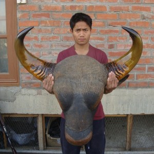 Gaur Trophy