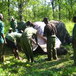 elephant retrieval