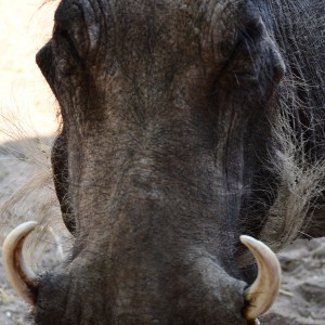 warthog from the hide